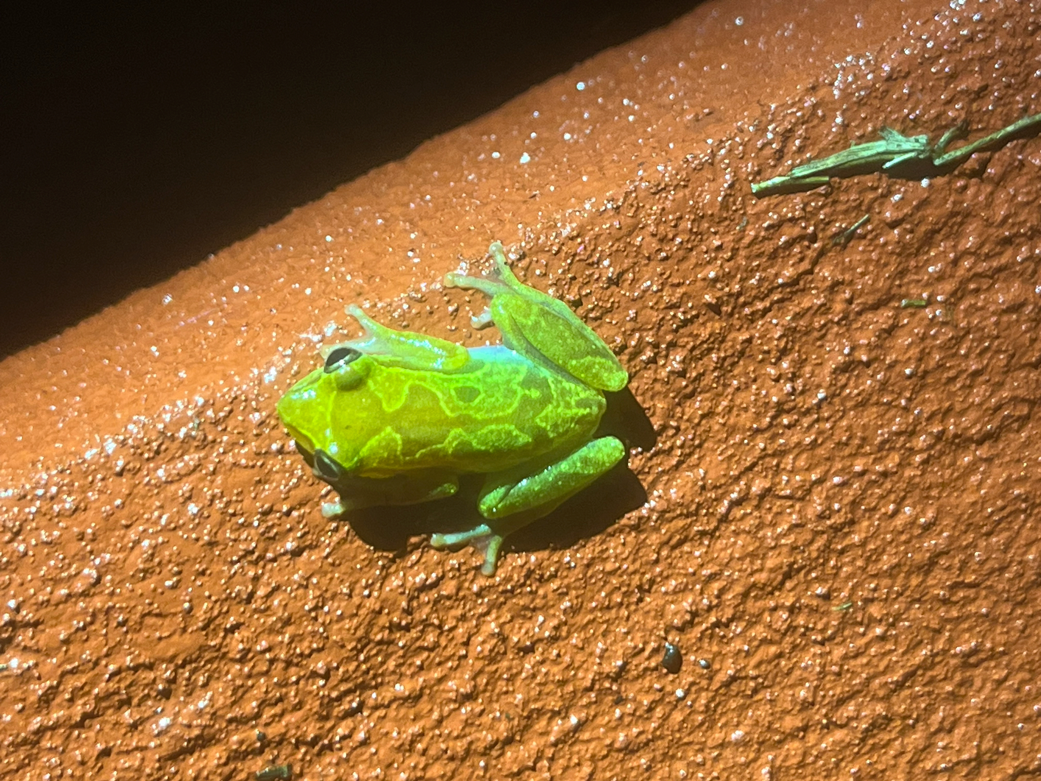 Camp Kivu Reed Frog photo 2