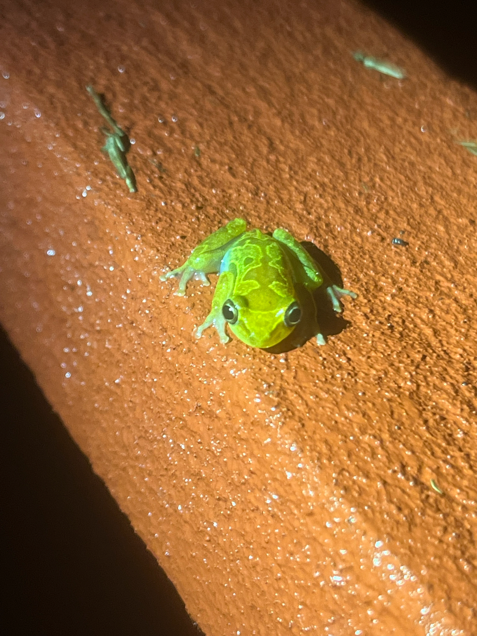Camp Kivu Reed Frog photo 4