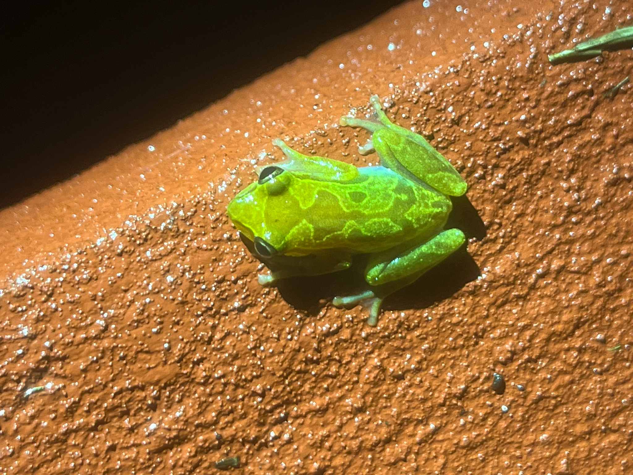 Camp Kivu Reed Frog photo 3