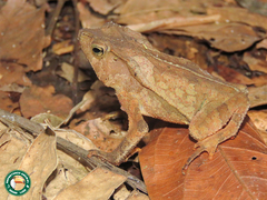 Rhinella hoogmoedi