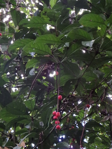 Baccaurea tetrandra observed 2016-11-11