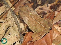 Rhinella hoogmoedi