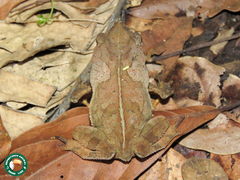 Rhinella hoogmoedi