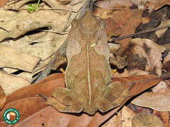 Rhinella hoogmoedi