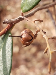 Pieris phillyreifolia
