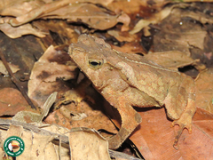 Rhinella hoogmoedi