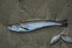 Merluccius merluccius