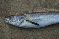 Merluccius merluccius