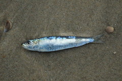 Sardina pilchardus