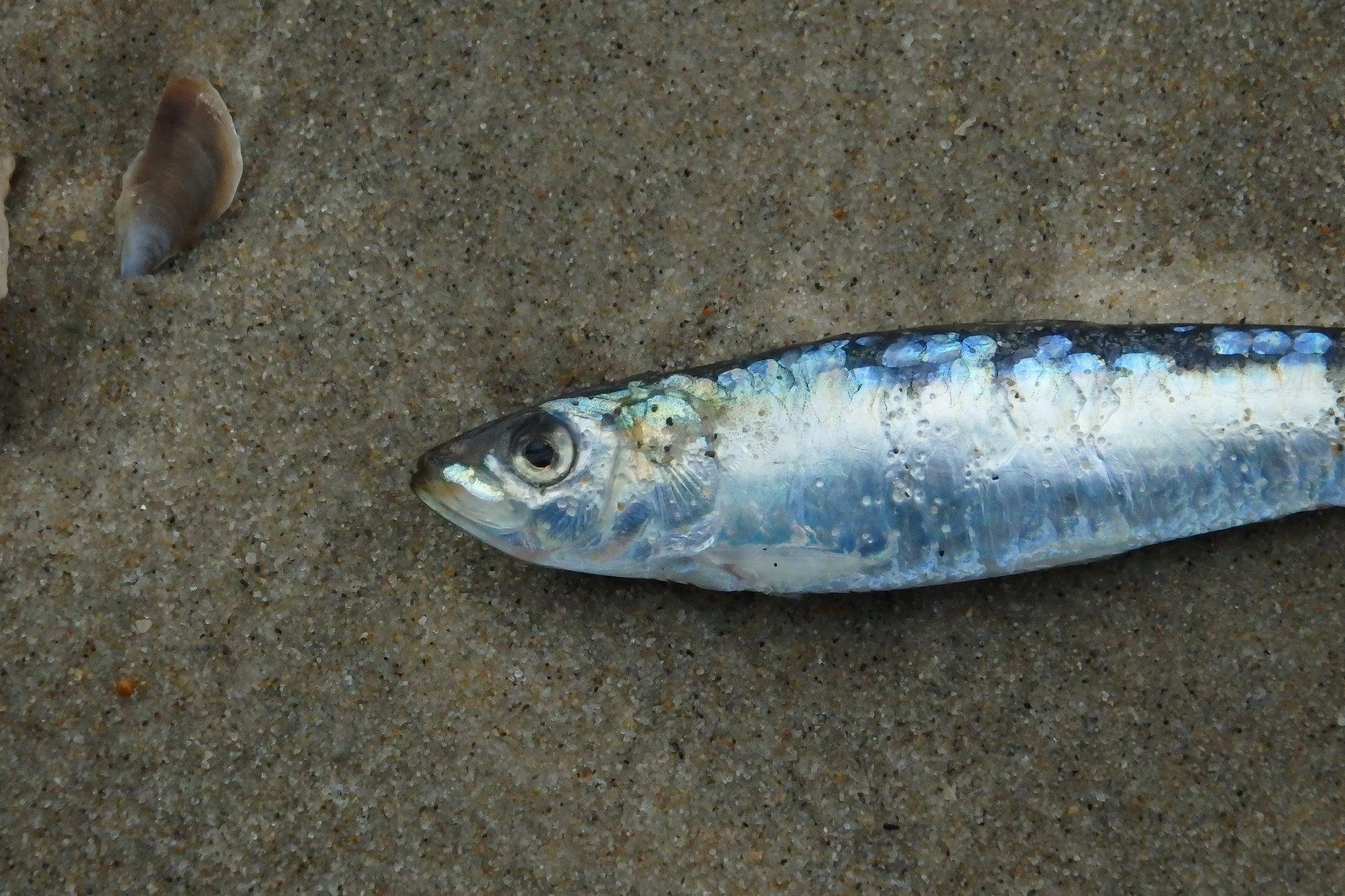 Sardine (Sardina plichardus) 