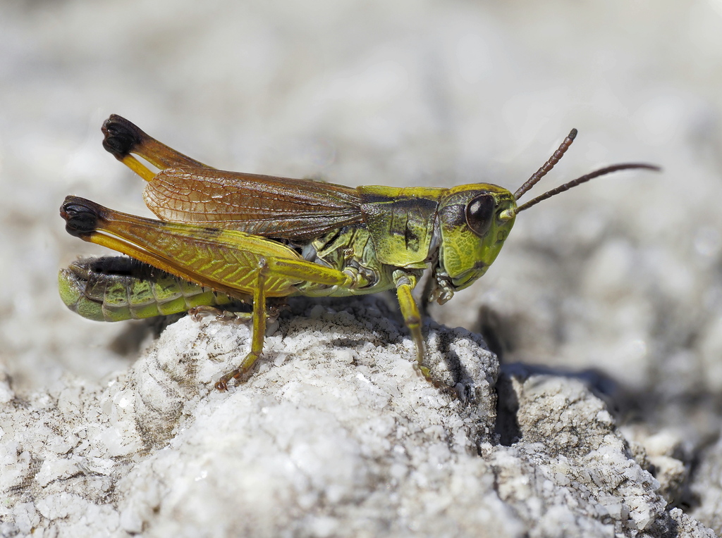 Alpine Grasshopper