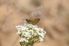 Atalopedes campestris huron