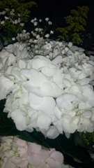 Hydrangea