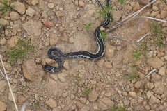 Thamnophis pulchrilatus