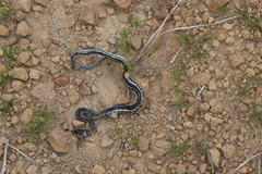 Thamnophis pulchrilatus
