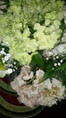 Hydrangea