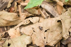 Allonemobius maculatus