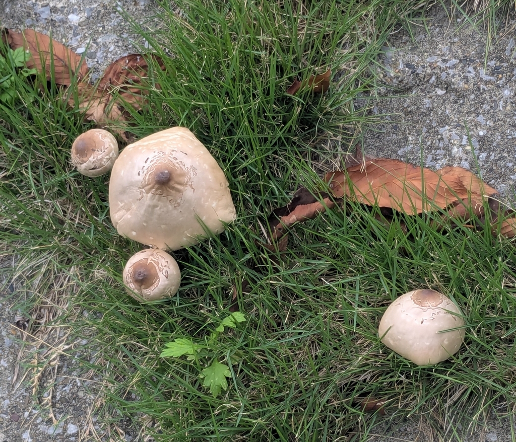 Chlorophyllum molybdites · September 2025 · photo: © mami_t_t (iNaturalist, cc-by)