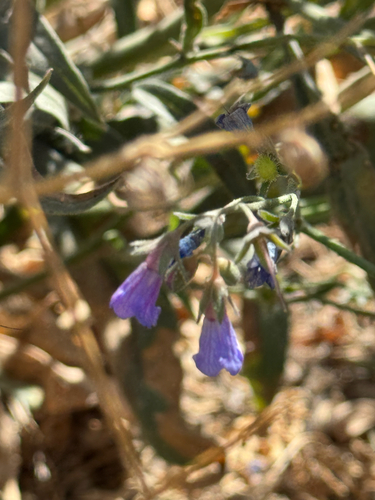 Lindelofia anchusoides, photograph 6