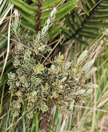 Acrothamnus suaveolens observed 2025-09-16