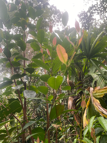 Syzygium incarnatum observed 2025-09-17