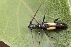Gnomibidion fulvipes