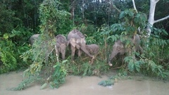 Elephas maximus borneensis