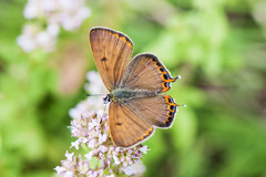 Lycaena li