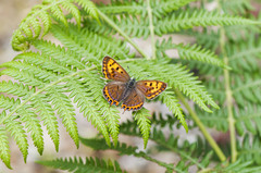 Lycaena li