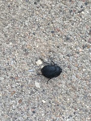 Eusattus reticulatus