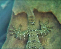 Gekko albomaculatus