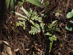 Pteris heteromorpha