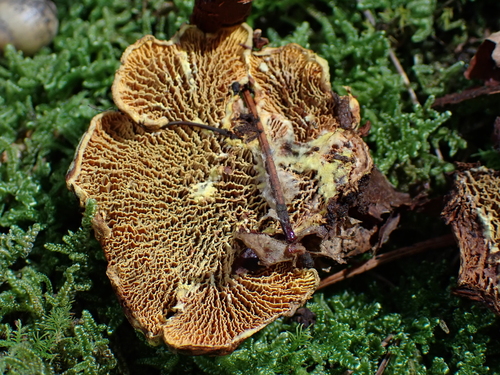 Pseudomerulius curtisii