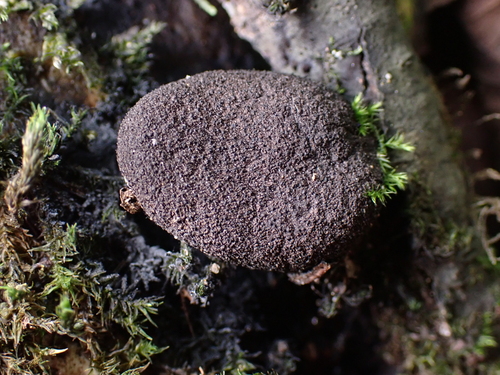 Xylaria polymorpha