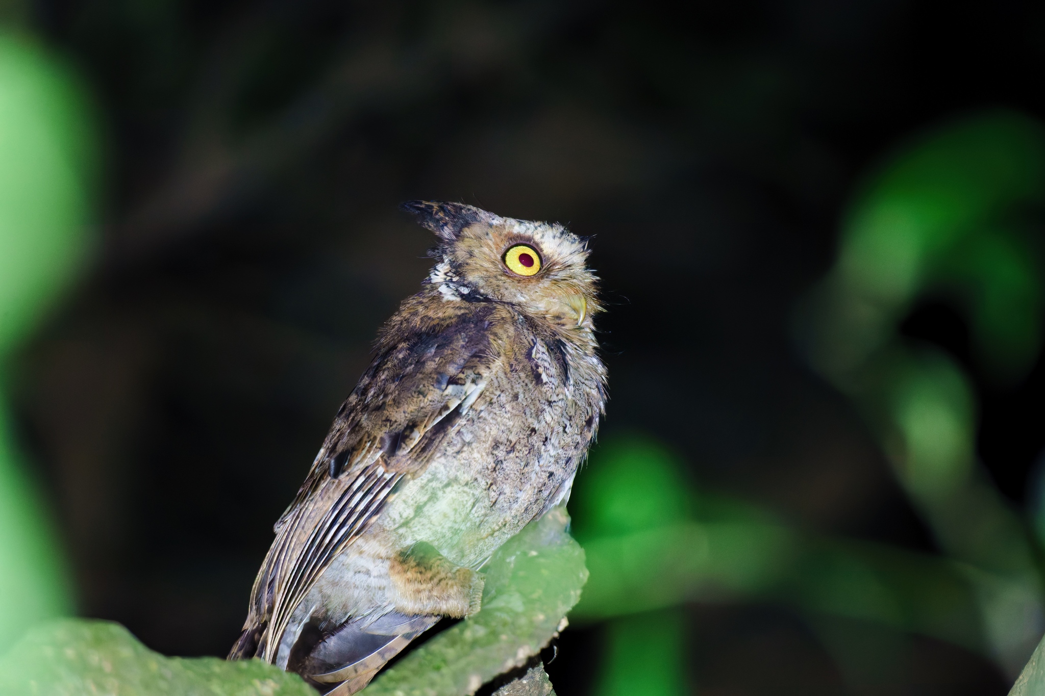 Mountain Scops Owl (Otus spilocephalus), photo 3