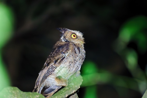 Mountain Scops Owl (Otus spilocephalus), photo 4