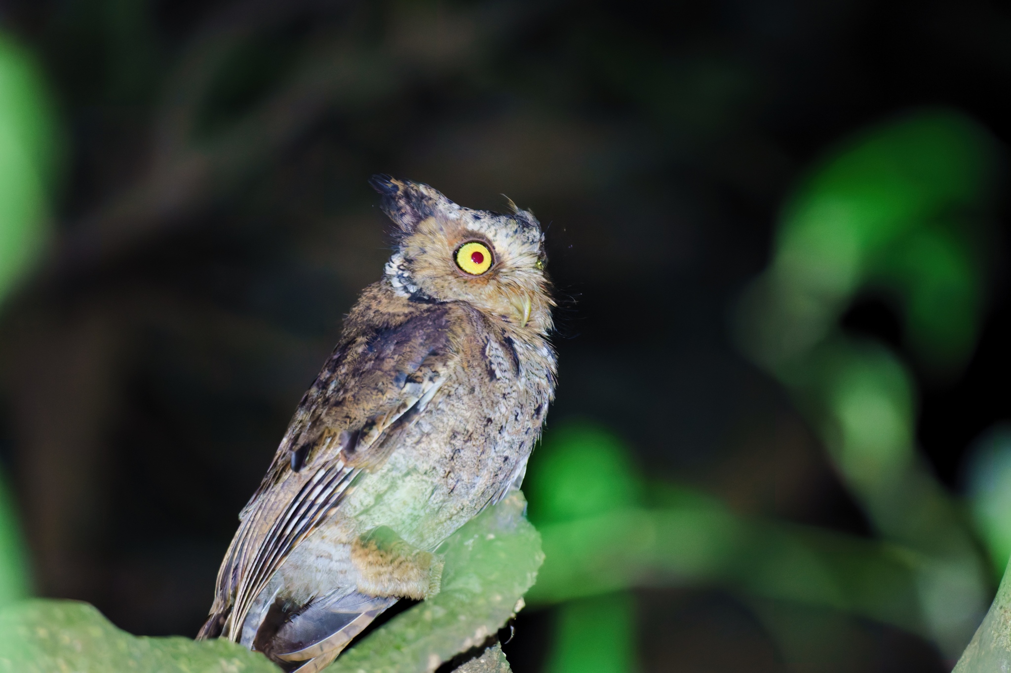 Mountain Scops Owl (Otus spilocephalus), photo 6