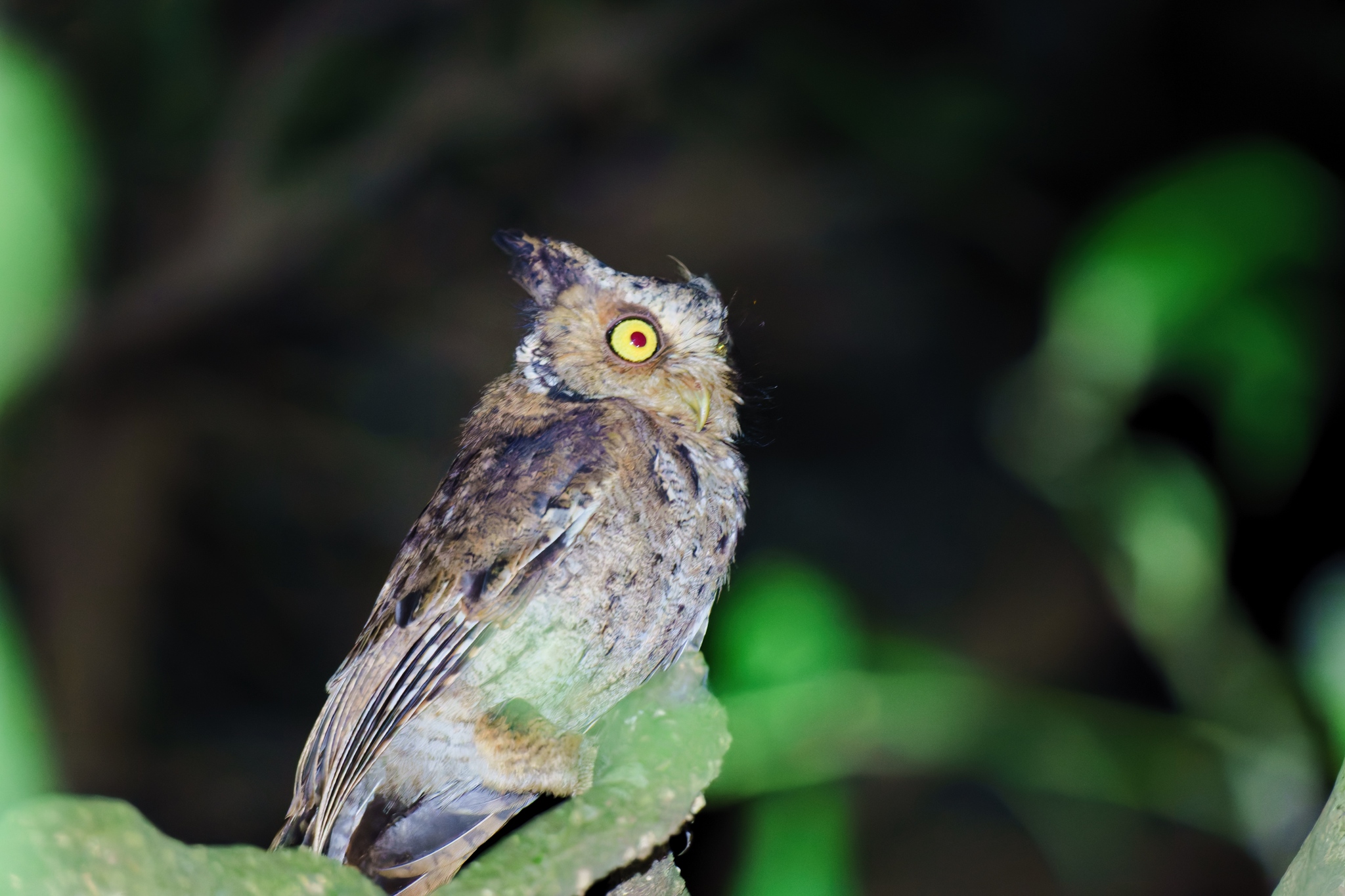 Mountain Scops Owl (Otus spilocephalus), photo 5