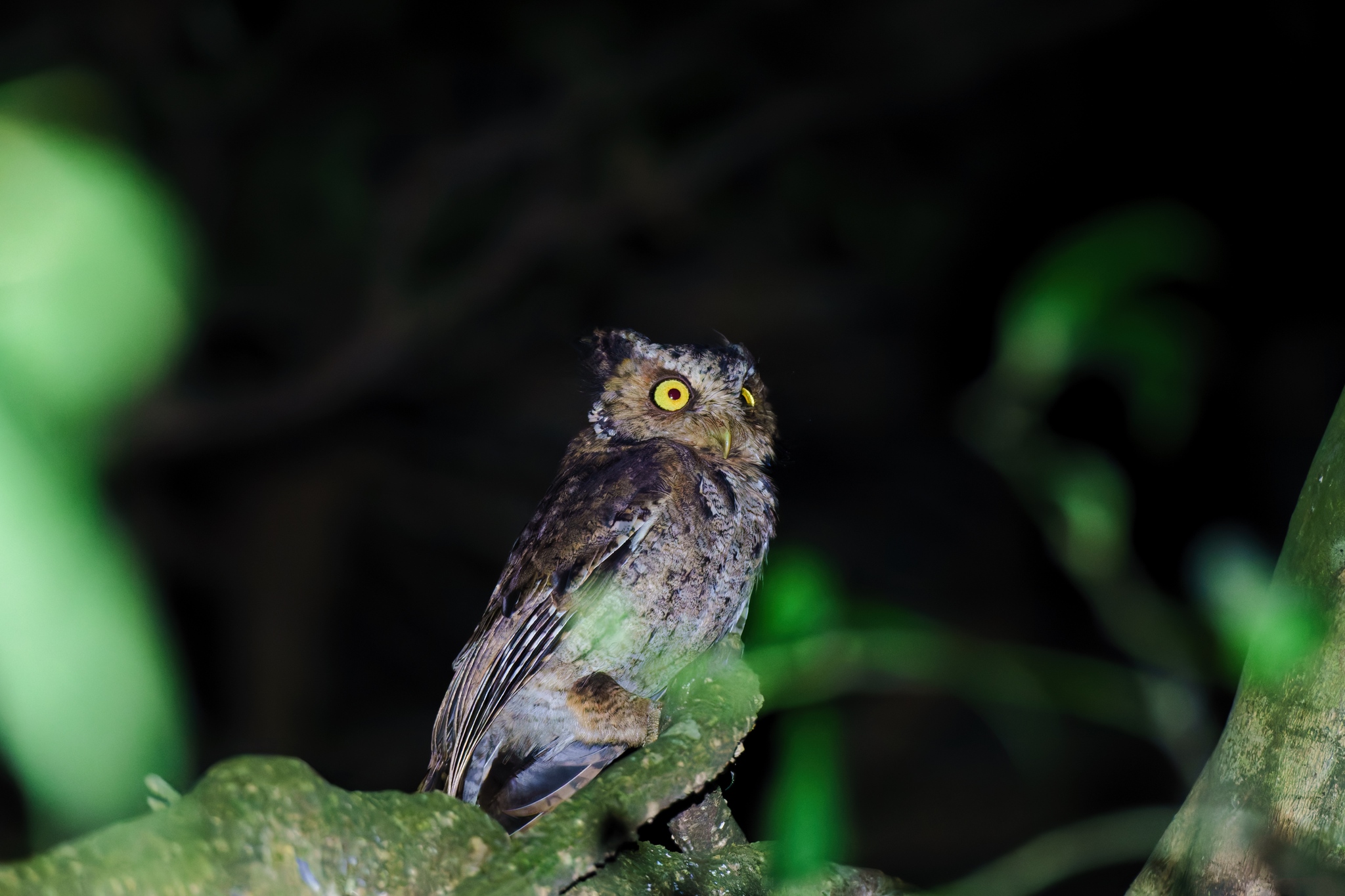 Mountain Scops Owl (Otus spilocephalus), photo 7