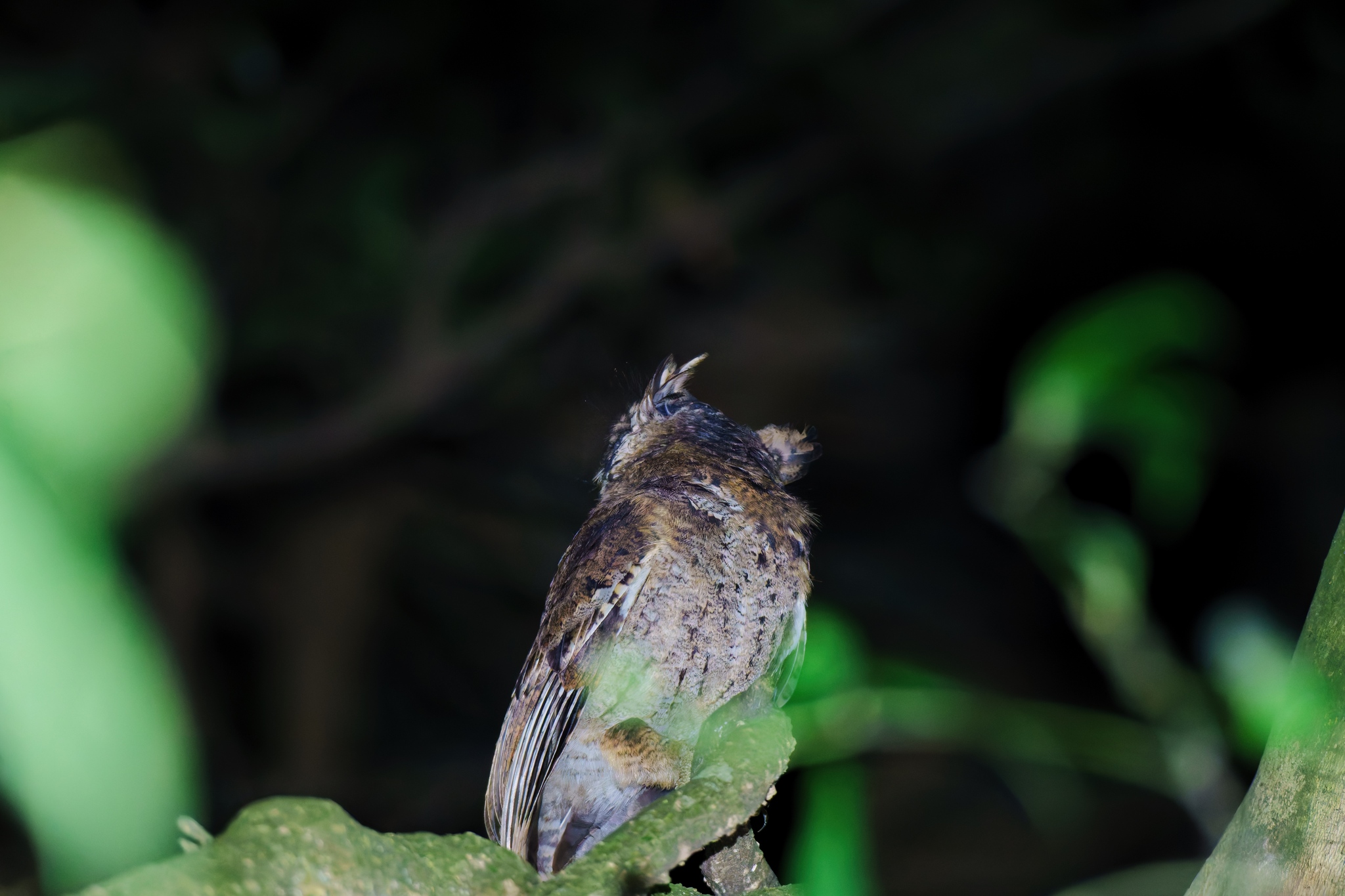 Mountain Scops Owl (Otus spilocephalus), photo 9