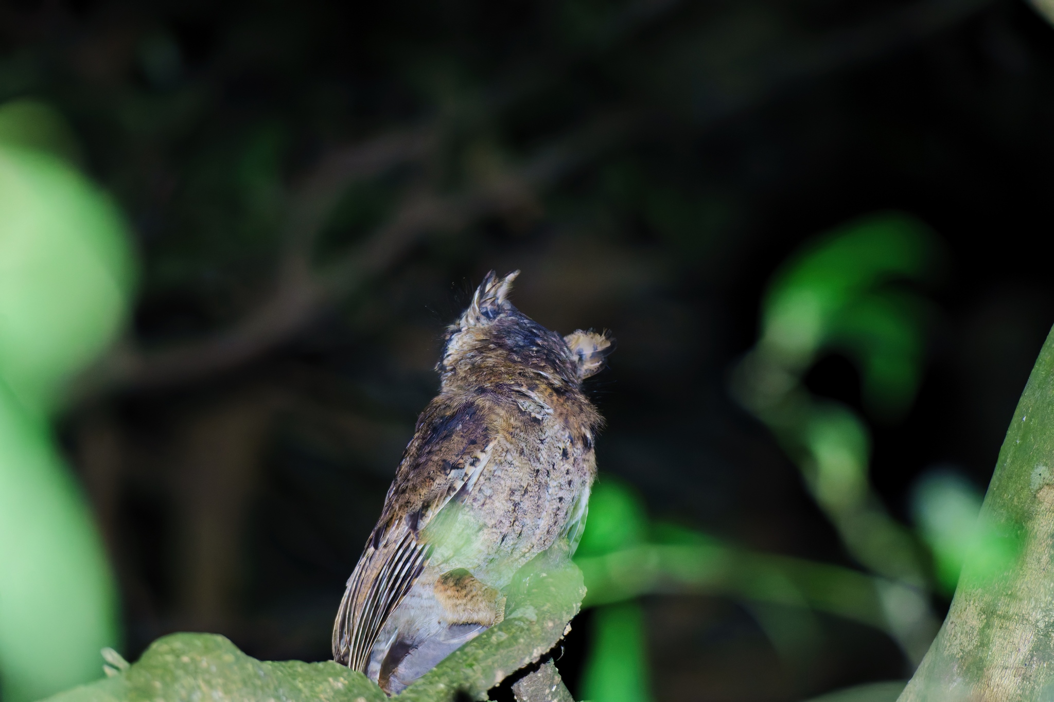 Mountain Scops Owl (Otus spilocephalus), photo 8