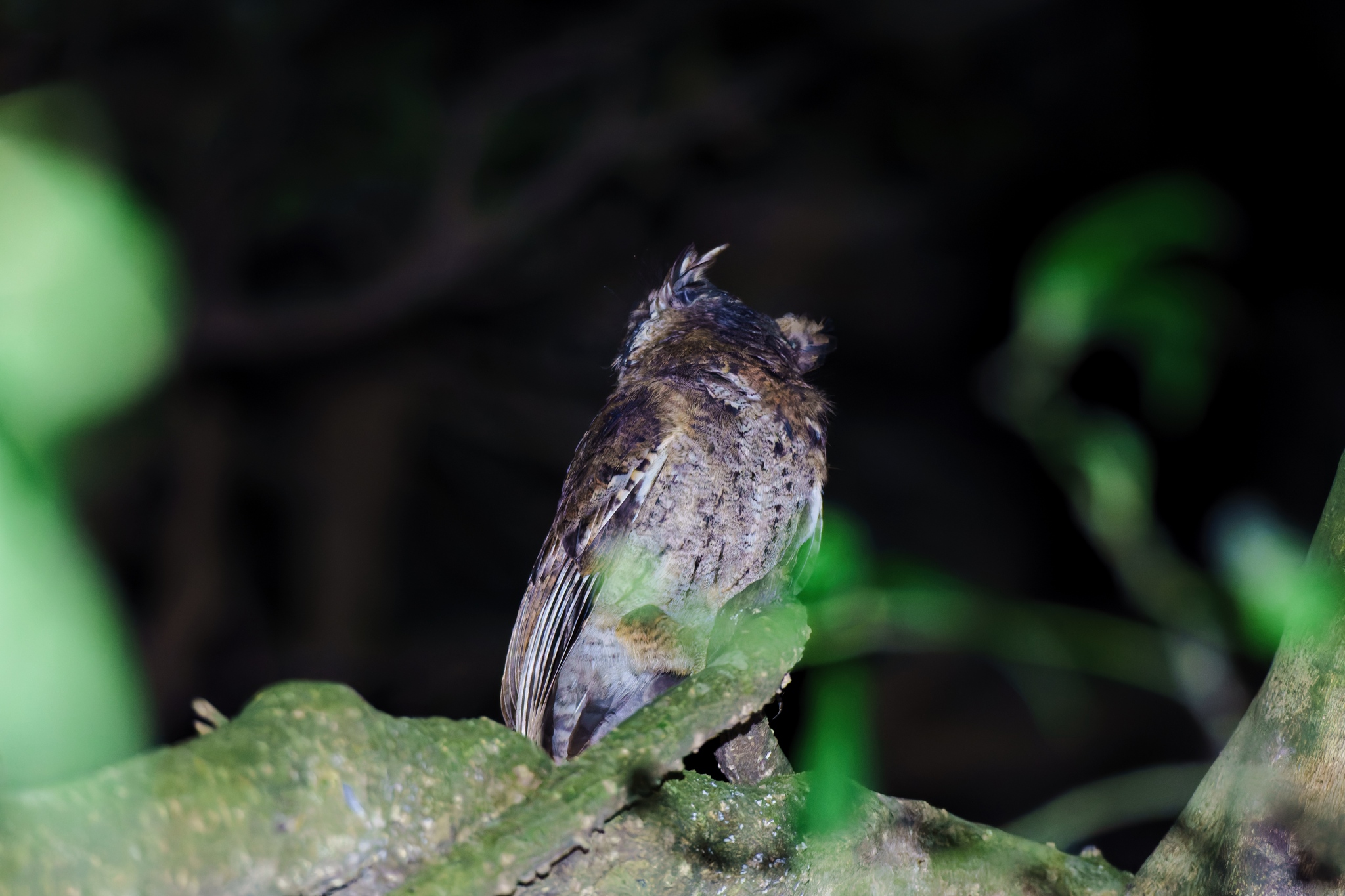 Mountain Scops Owl (Otus spilocephalus), photo 10
