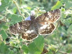 Chiomara georgina georgina