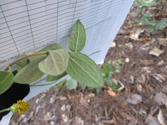 Alloispermum scabrum