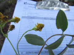 Alloispermum scabrum