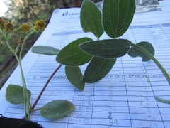 Alloispermum scabrum