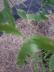 Cestrum ochraceum