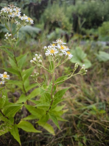 Aster glehnii iNat (3)