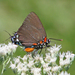 Eastern Great Purple Hairstreak - Photo (c) Vicki  DeLoach, some rights reserved (CC BY-NC-ND)