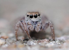 Habronattus